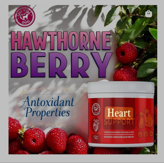 Mosquito Season, the Canine Heart & Why Resilience Matters