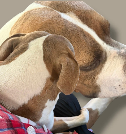 Downregulation: How to Help Your Dog's Nervous System Come Back to Safety