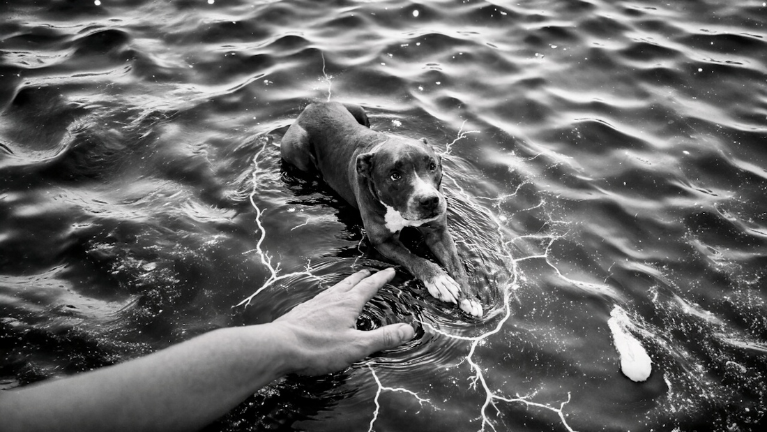 When You Regulate… But Your Dog Hasn’t Caught Up