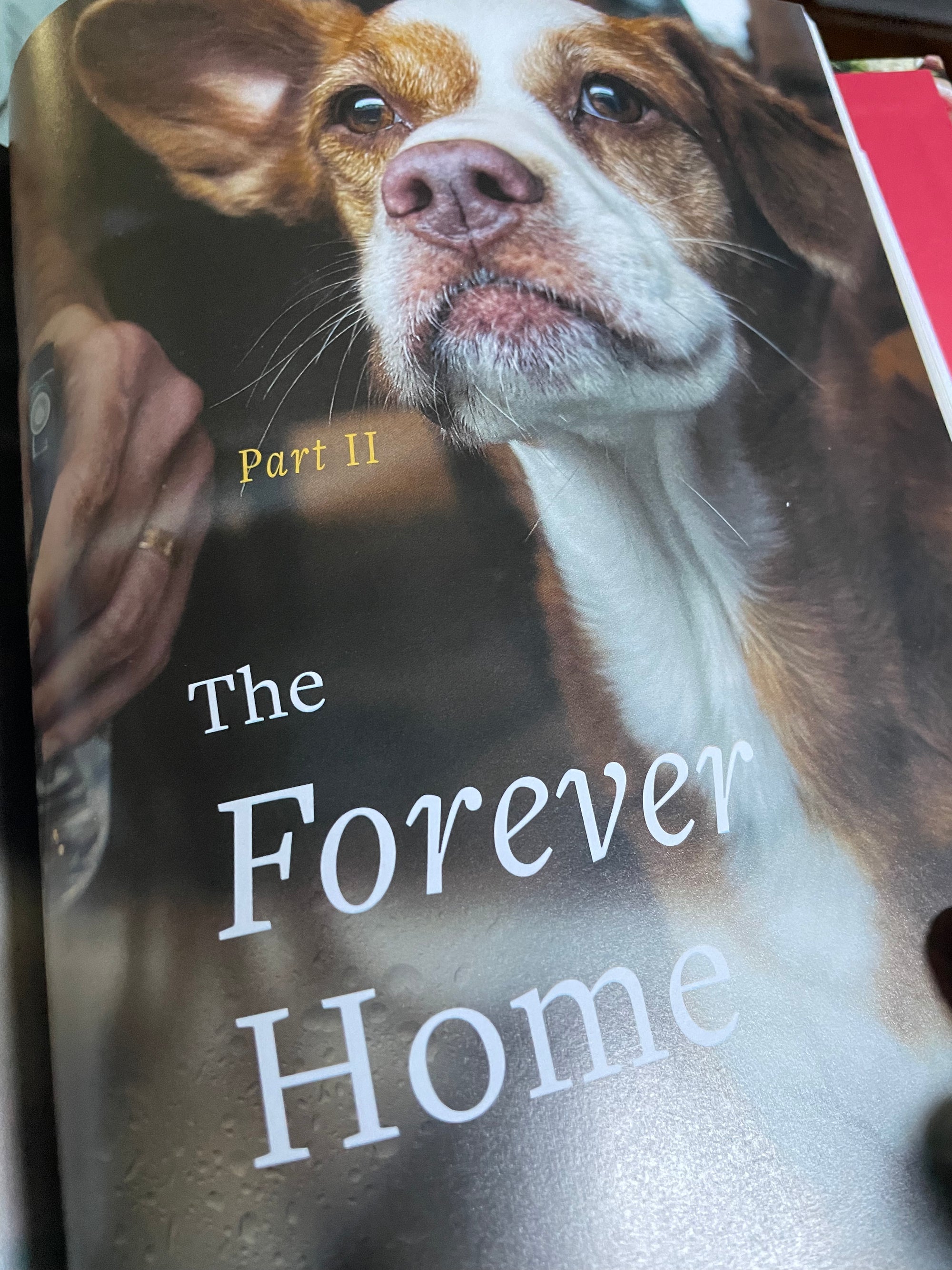 The Forever Dog Life - by Rodney Habib & Karen Shaw Becker (Hardcover)