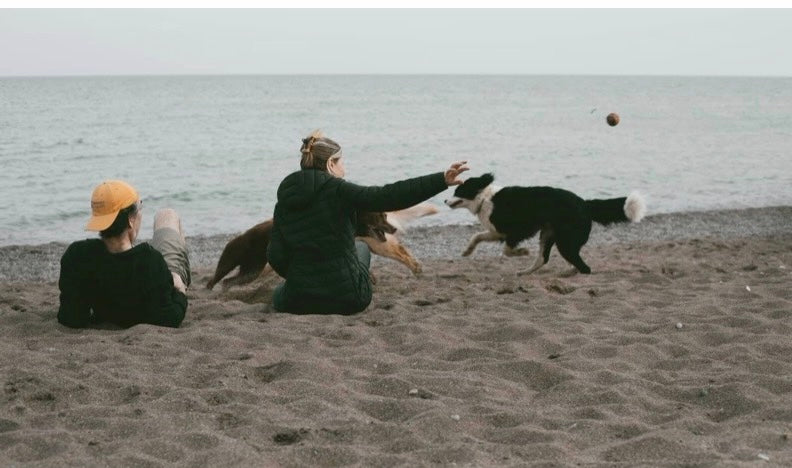 Two people sitting on a beach with two dogs playing fetch