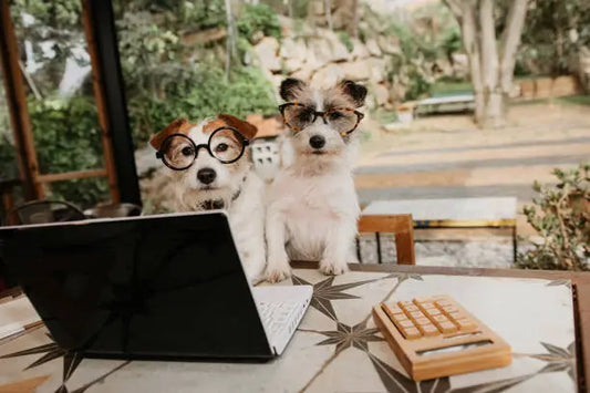 Canine Nutrition Consultation w/ Dr Kristy