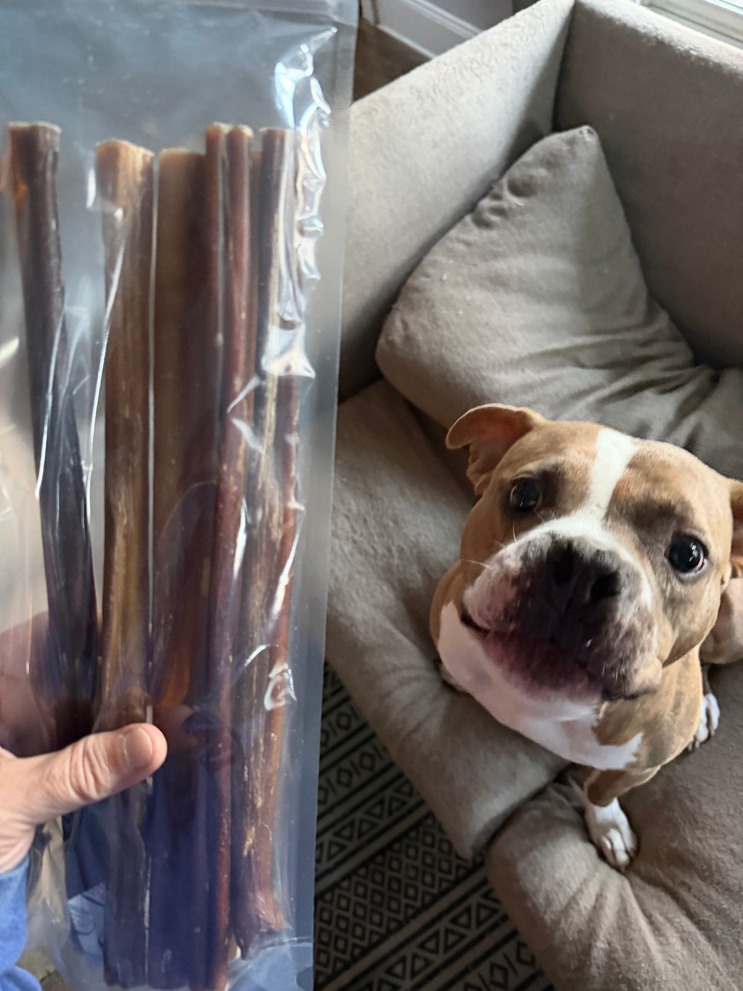 Low-Odor Bully Sticks (12”) — 6-Pack | Single-Ingredient, Long-Lasting Chews